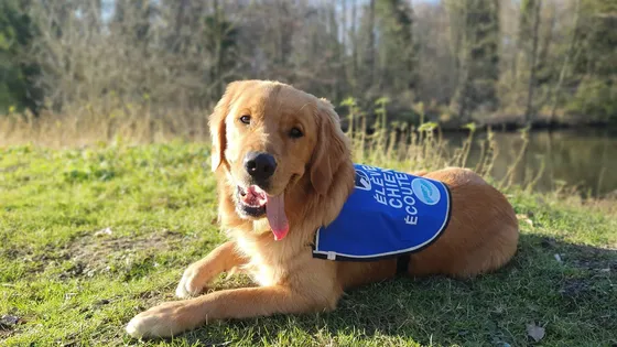 Photo de chien avec gilet professionnel